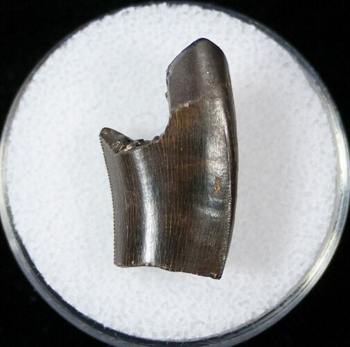 Partial Tyrannosaur Tooth - Montana #14788